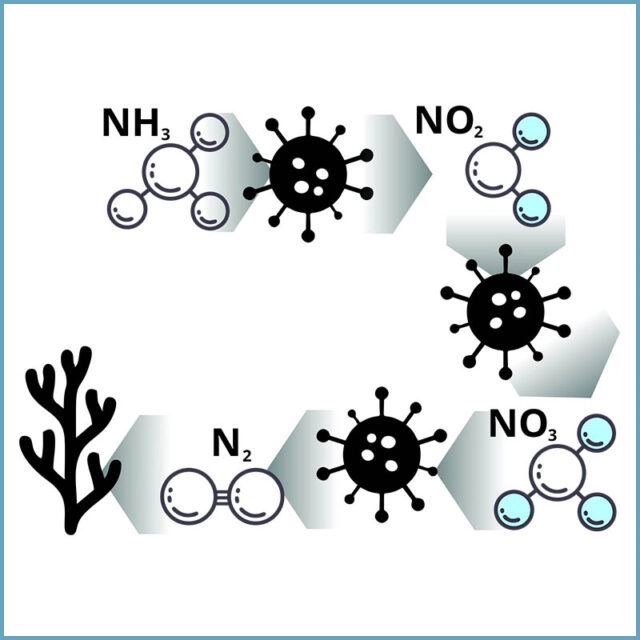 Nitrificación y desnitrificación. Reinserción de nutrientes en el medio.