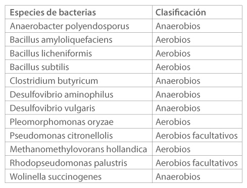 Clasificación del grupo de bacterias, aeróbicos, anaeróbicos y fotosíntesis